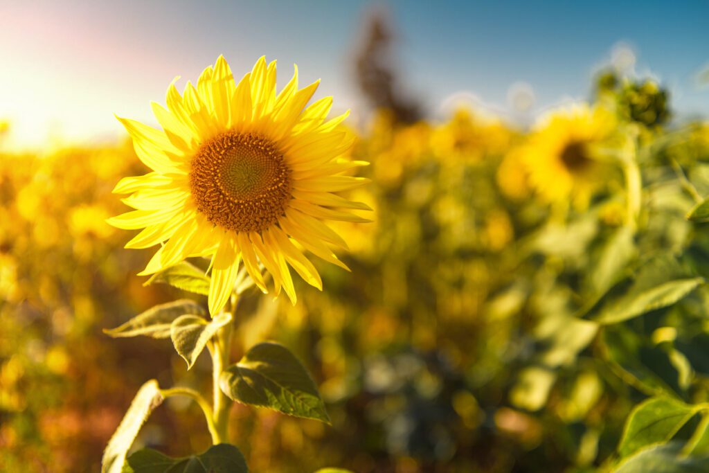 Sunflower in a sunny field